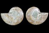 Cut & Polished Ammonite Fossil - Agatized #78397-1